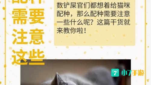 猫咪永久域名收藏地址